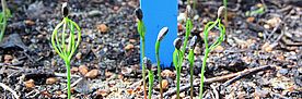 Seedlings in Pfynwald. © Arun Bose, WSL