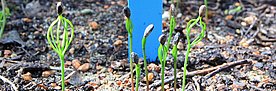 Seedlings in Pfynwald. © Arun Bose, WSL