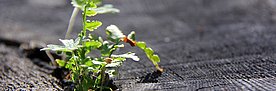 New life bursting. © Michèle Kaennel Dobbertin, WSL