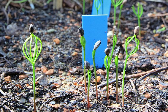 Seedlings in Pfynwald. © Arun Bose, WSL