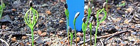Seedlings in Pfynwald. © Arun Bose, WSL