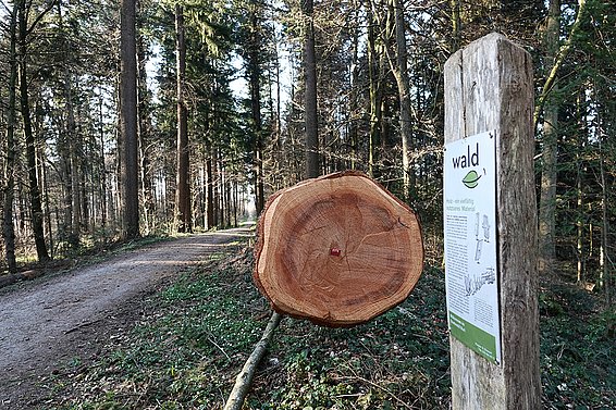 Forest uses. © Michèle Kaennel Dobbertin, WSL