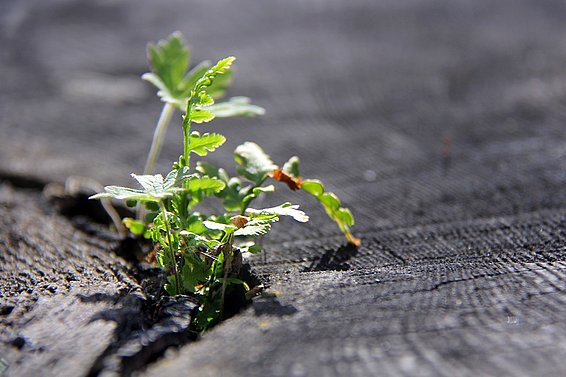 New life bursting. © Michèle Kaennel Dobbertin, WSL