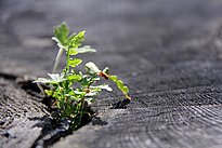New life bursting. © Michèle Kaennel Dobbertin, WSL